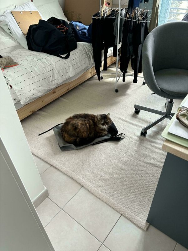 Funny Cats (41 pics) Funny Cats (41 pics)