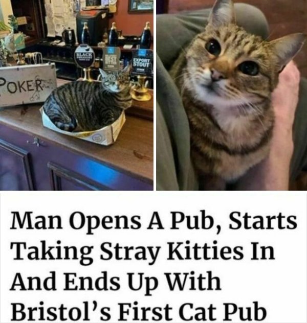 Funny Cats (41 pics) Funny Cats (41 pics)