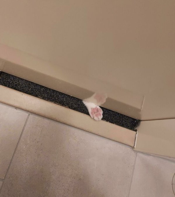 Funny Cats (41 pics) Funny Cats (41 pics)