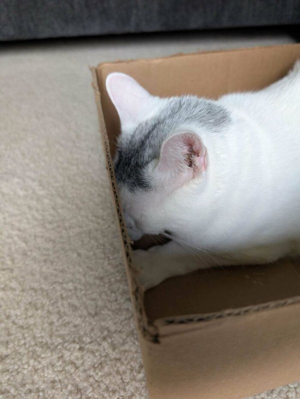 Funny Cats (41 pics) Funny Cats (41 pics)