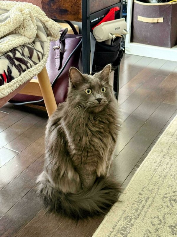 Funny Cats (41 pics) Funny Cats (41 pics)