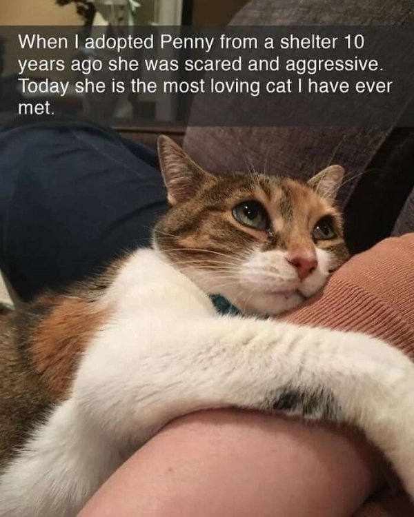 Funny Cats (41 pics) Funny Cats (41 pics)