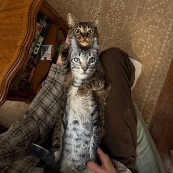 Funny Cats (41 pics)