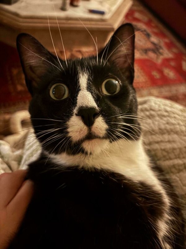 Funny Cats (41 pics) Funny Cats (41 pics)