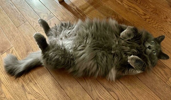 Funny Cats (41 pics) Funny Cats (41 pics)