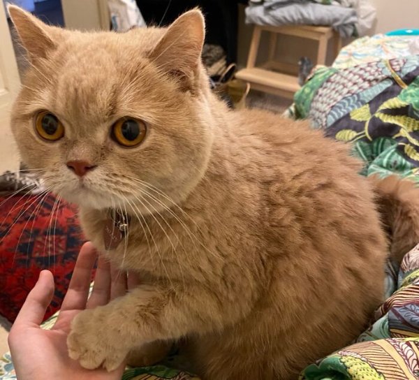 Funny Cats (41 pics) Funny Cats (41 pics)