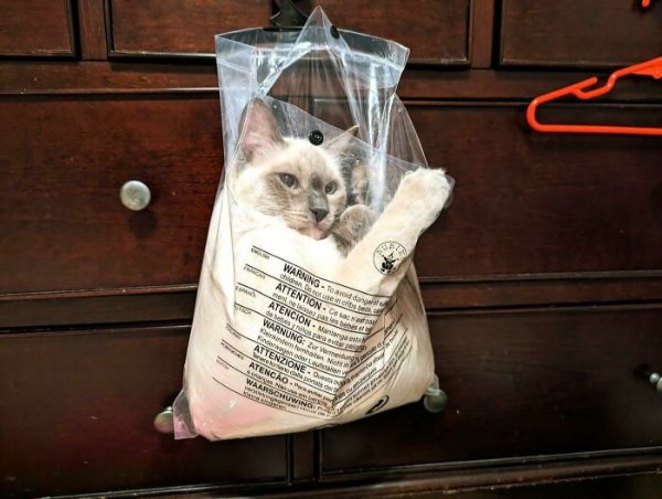 Funny Cats (41 pics) Funny Cats (41 pics)