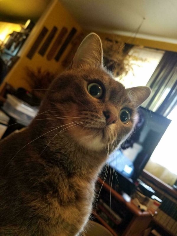 Funny Cats (41 pics) Funny Cats (41 pics)