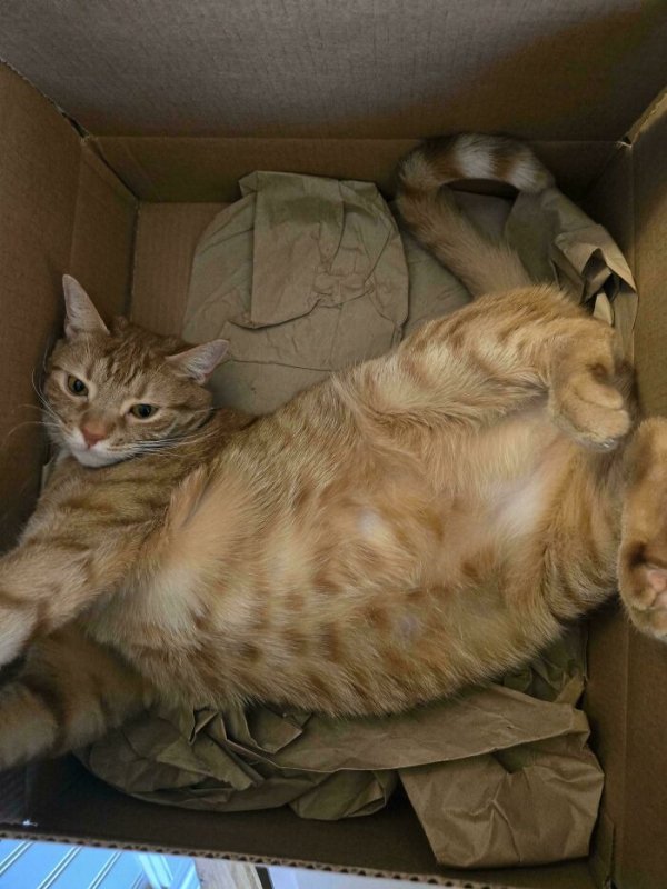 Funny Cats (41 pics) Funny Cats (41 pics)