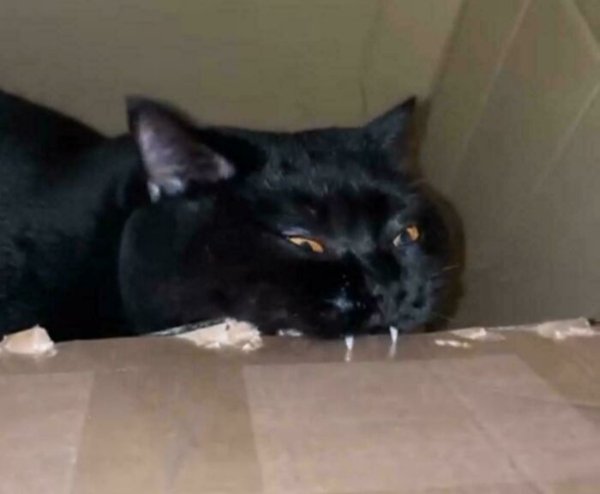 Funny Cats (41 pics) Funny Cats (41 pics)