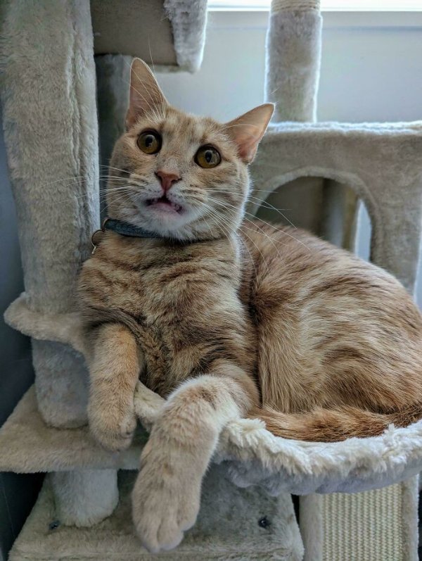 Funny Cats (41 pics) Funny Cats (41 pics)