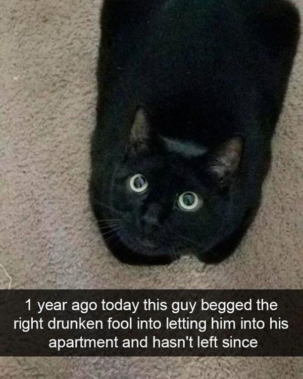 Funny Cats (41 pics) Funny Cats (41 pics)