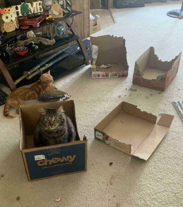 Funny Cats (41 pics) Funny Cats (41 pics)