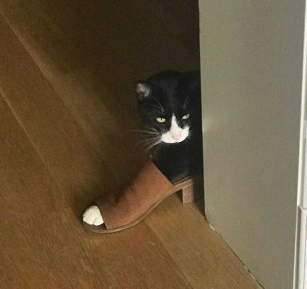 Funny Cats (41 pics) Funny Cats (41 pics)