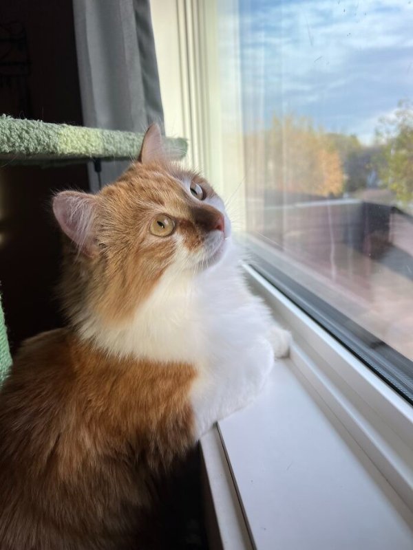 Funny Cats (41 pics) Funny Cats (41 pics)