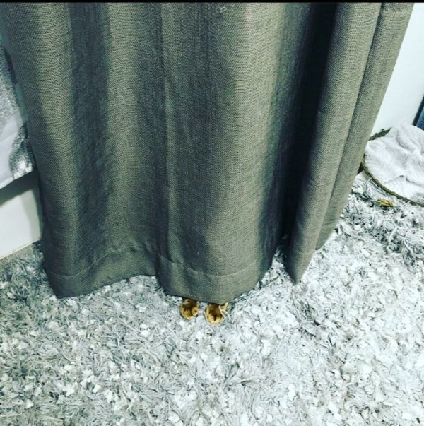 Funny Cats (41 pics) Funny Cats (41 pics)