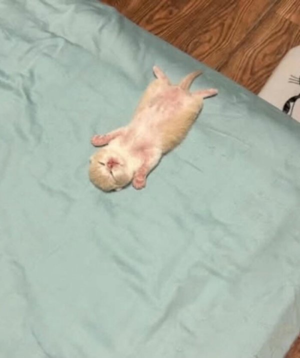 Funny Cats (41 pics) Funny Cats (41 pics)