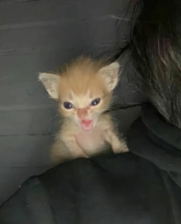 Funny Cats (41 pics) Funny Cats (41 pics)