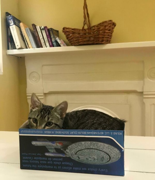 Funny Cats (41 pics) Funny Cats (41 pics)