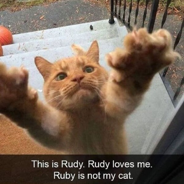 Funny Cats (41 pics) Funny Cats (41 pics)