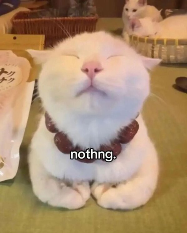 Funny Cats (41 pics) Funny Cats (41 pics)