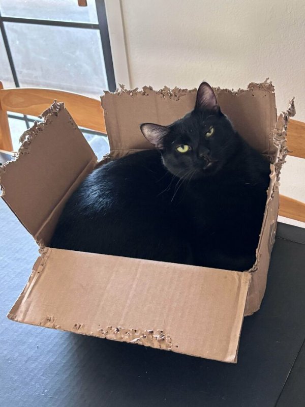 Funny Cats (41 pics) Funny Cats (41 pics)