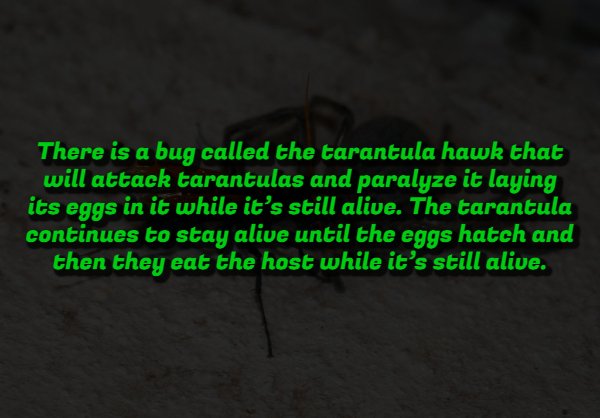 Creepy Facts (14 pics) Creepy Facts (14 pics)