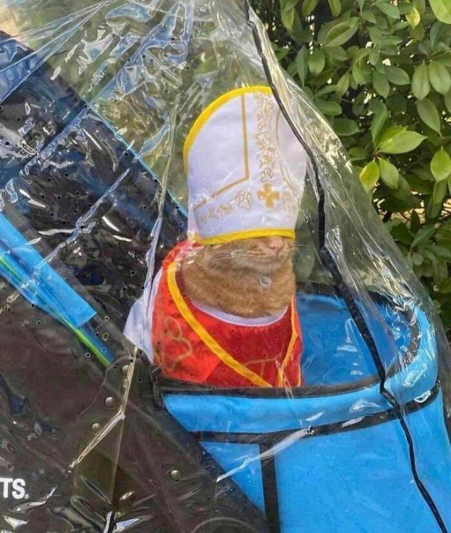 Strange Finds And Situations (43 pics)