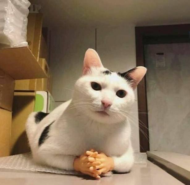 Strange Finds And Situations (43 pics)