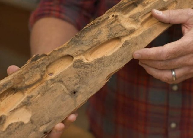 Findings During House Inspections (15 pics)