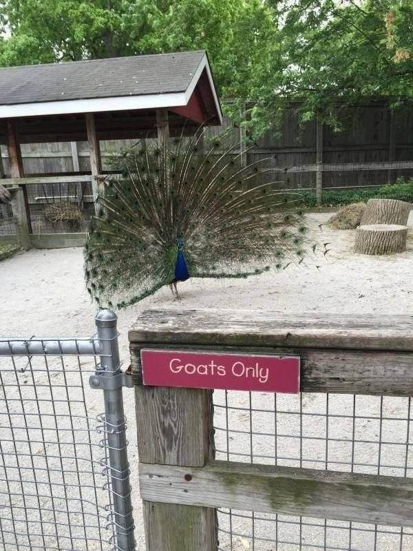 They Don't Care About The Rules (47 pics) They Don't Care About The Rules (47 pics)