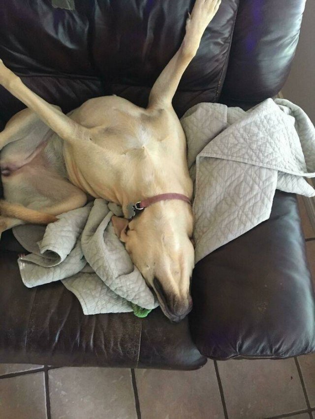 Optical Illusions (49 pics)