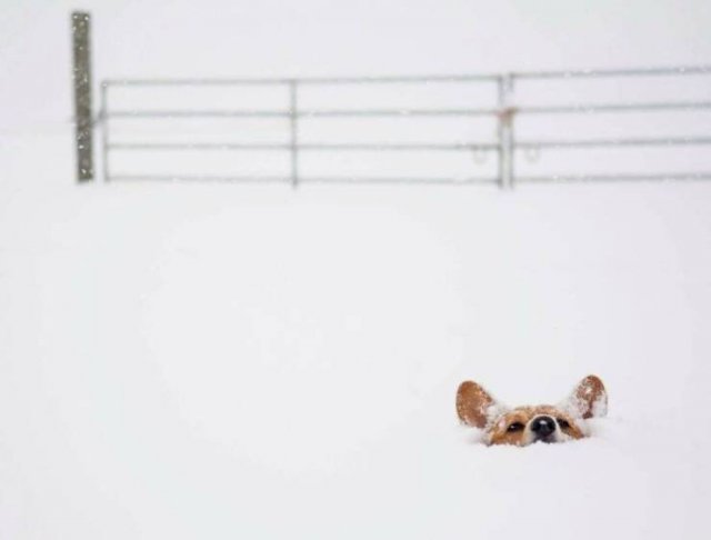 Optical Illusions (49 pics)