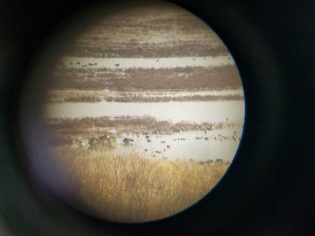 Optical Illusions (49 pics)