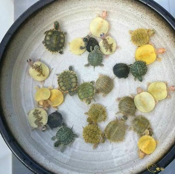 Optical Illusions (49 pics)