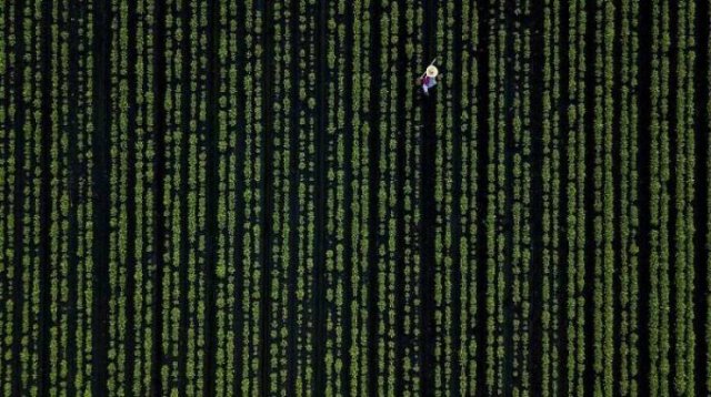 Optical Illusions (49 pics)