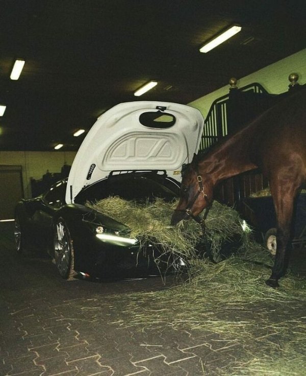 What Is Going On Here? (47 pics) What Is Going On Here? (47 pics)