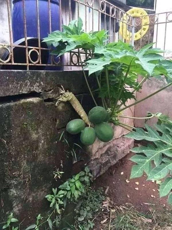 Unexpected Finds In The Forests (25 pics) Unexpected Finds In The Forests (25 pics)