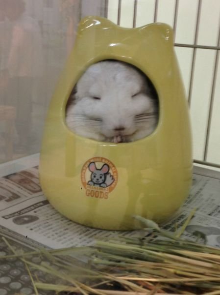 Cute Photos (50 pics)