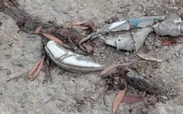 Unexpected Finds In The Forests (25 pics) Unexpected Finds In The Forests (25 pics)