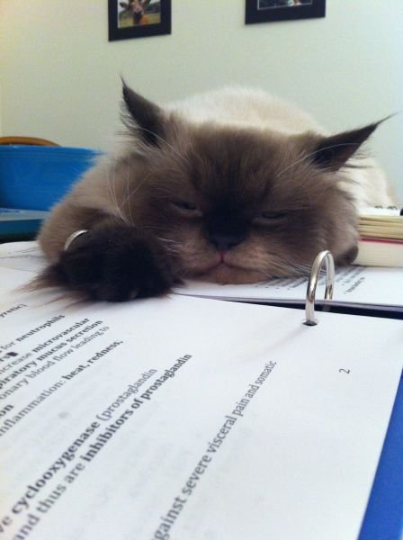 Cute Photos (50 pics)