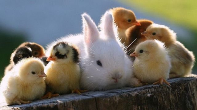 Cute Photos (50 pics)