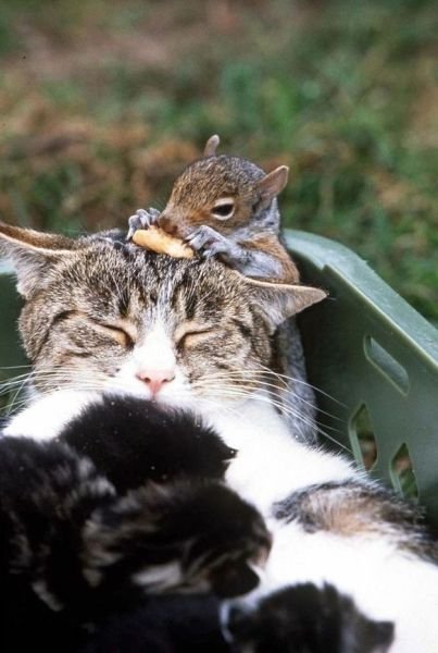 Cute Photos (50 pics)