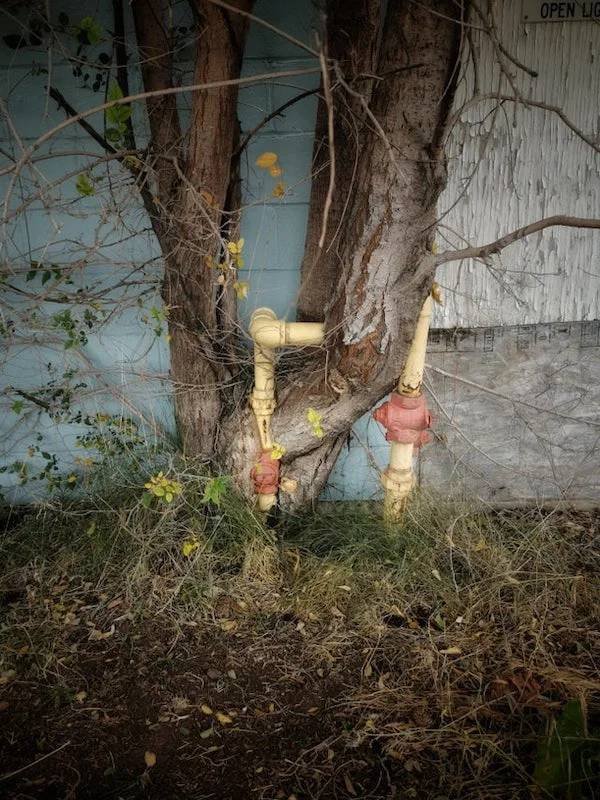 Unexpected Finds In The Forests (25 pics) Unexpected Finds In The Forests (25 pics)