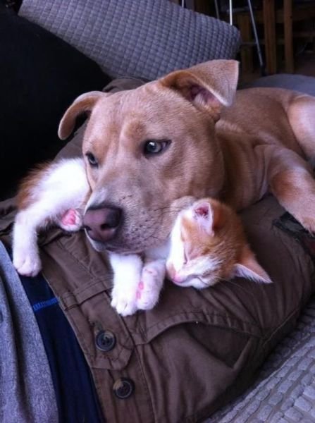 Cute Photos (50 pics)