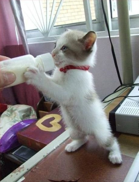 Cute Photos (50 pics)