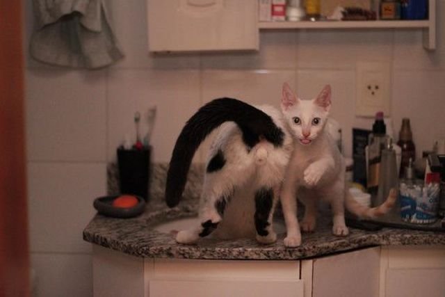 Funny Animals (43 pics) Funny Animals (43 pics)