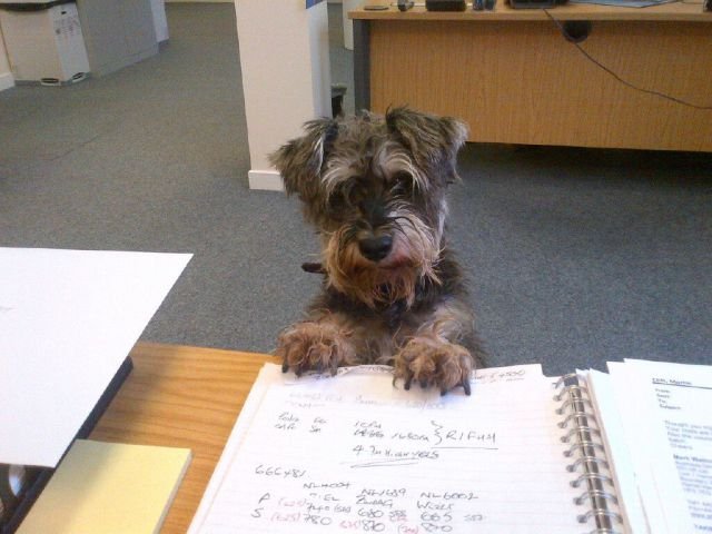 Funny Animals (43 pics) Funny Animals (43 pics)