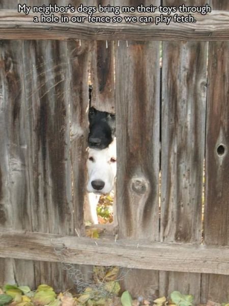 Funny Animals (43 pics) Funny Animals (43 pics)