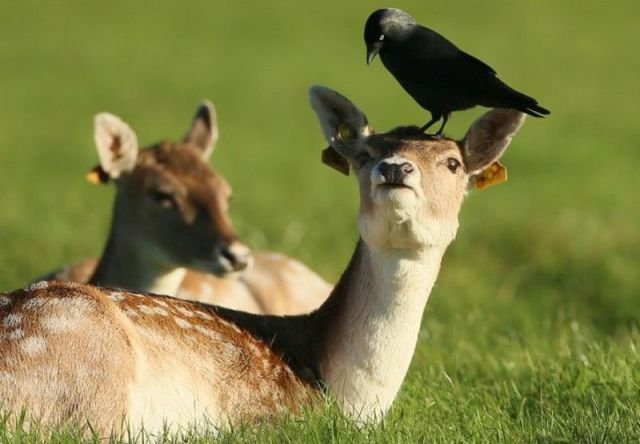 Funny Animals (43 pics) Funny Animals (43 pics)